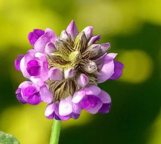 Bakuchiol-The-Gentle-Retinol-Alternative-Your-Skin-Will-Love Valle Verde Labs