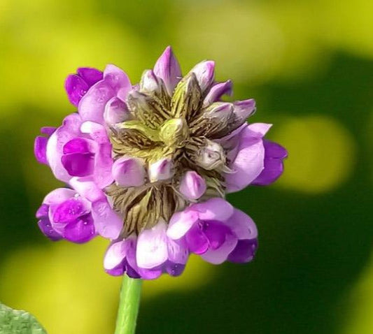 "Bakuchiol: The Gentle Retinol Alternative Your Skin Will Love"